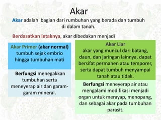 Akar
Akar Primer (akar normal)
tumbuh sejak embrio
hingga tumbuhan mati
Akar Liar
akar yang muncul dari batang,
daun, dan jaringan lainnya, dapat
bersifat permanen atau temporer,
serta dapat tumbuh menyampai
tanah atau tidak.
Berfungsi meneyerap air atau
mengalami modifikasi menjadi
organ untuk merayap, menopang,
dan sebagai akar pada tumbuhan
parasit.
Berfungsi menegakkan
tumbuhan serta
meneyerap air dan garam-
garam mineral.
Akar adalah bagian dari rumbuhan yang berada dan tumbuh
di dalam tanah.
Berdasatkan letaknya, akar dibedakan menjadi
 