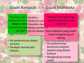 Tersusun atas sel-sel yang
berklorofil dan mesofil yang
tidak berdiferensiensi
menjadi jaringan tiang atau
jaringan spons
Struktur :
Epidermis atas dan bawah
Parenkim dasar (mesofil)
Berkas pembuluh
Sel-sel idoblas
• Sel epidermisnya dialpisi
zat kutin
• Terdapat stomata dan
trikoma
Terdapat kromoplas dan
pigmen tambahan pada
cairan sel
Daun Mahkota yang masih
muda mengandung zat
tepung
• Sel epidermisnya
berbentuk tonjolan
(papila) yang dilapisi
kutikula
• Mengandung minyak
volatil
 