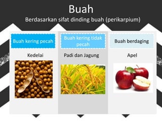Buah
Buah kering pecah
Buah kering tidak
pecah
Buah berdaging
Berdasarkan sifat dinding buah (perikarpium)
Padi dan Jagung
Kedelai Apel
 