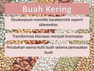 Eksokarpium memiliki karakteristik seperti
sklerenkim.
Transformasi kloropas menjadi kromoplas
Perubahan warna kulit buah selama pemasakan
buah
 