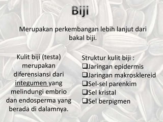 Merupakan perkembangan lebih lanjut dari
bakal biji.
Struktur kulit biji :
Jaringan epidermis
Jaringan makrosklereid
Sel-sel parenkim
Sel kristal
Sel berpigmen
Kulit biji (testa)
merupakan
diferensiansi dari
integumen yang
melindungi embrio
dan endosperma yang
berada di dalamnya.
 