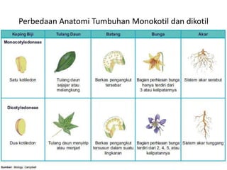 Perbedaan Anatomi Tumbuhan Monokotil dan dikotil
 