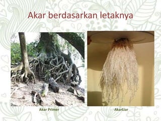 Akar berdasarkan letaknya
Akar Primer AkarLiar
 
