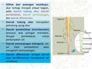 • Dilihat dari potongan membujur,
akar terbagi menjadi empat bagian,
yaitu daerah tudung akar, daerah
pembelahan, daerah pemanjangan,
dan daerah diferensiasi.
• Daerah tudung akar merupakan
pelindung ujung akar.
• Daerah pembelahan (meristematis)
tersusun atas jaringan meristem.
Tempat pembelahan untuk
perbanyakan sel.
• Daerah pemanjangan (elongasi), sel-
sel hasil pembelahan akan
mengalami pemanjangan.
• Daerah diferensiasi tempat sel-sel
akan berdiferensiasi membentuk sel
sel khusus
 