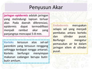 jaringan epidermis adalah jaringan
yang melindungi lapisan terluar
akar. Pada daerah diferensiasi,
epidermis dapat termodifikasi
menjadi rambut akar yang
panjangnya mencapai 5-8 mm.
Korteks tersusun atas sel-sel
parenkim yang tersusun renggang
sehingga terdapat rongga antarsel.
Korteks berfungsi menyimpan
makanan cadangan berupa butir-
butir amilum.
Endodermis merupakan
selapis sel yang menjadi
pembatas antara korteks
dan silinder pusat.
Berfungsi mengatur
pemasukan air ke dalam
jaringan xilem di silinder
pusat.
Penyusun Akar
 