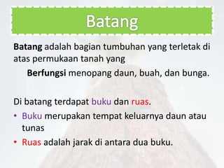 Batang adalah bagian tumbuhan yang terletak di
atas permukaan tanah yang
Berfungsi menopang daun, buah, dan bunga.
Di batang terdapat buku dan ruas.
• Buku merupakan tempat keluarnya daun atau
tunas
• Ruas adalah jarak di antara dua buku.
 