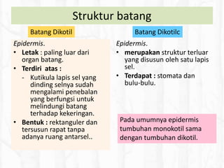Struktur batang
Epidermis.
• Letak : paling luar dari
organ batang.
• Terdiri atas :
- Kutikula lapis sel yang
dinding selnya sudah
mengalami penebalan
yang berfungsi untuk
melindungi batang
terhadap kekeringan.
• Bentuk : rektanguler dan
tersusun rapat tanpa
adanya ruang antarsel..
Epidermis.
• merupakan struktur terluar
yang disusun oleh satu lapis
sel.
• Terdapat : stomata dan
bulu-bulu.
Pada umumnya epidermis
tumbuhan monokotil sama
dengan tumbuhan dikotil.
Batang Dikotil Batang Dikotilc
 