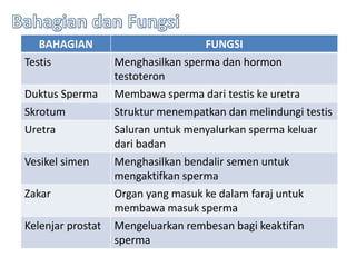 Fungsi skrotum