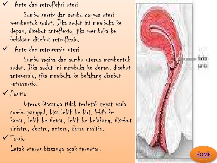 Organ reproduksi wanita