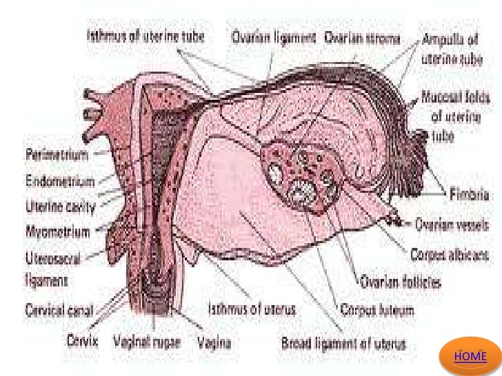 ligamentum-rotundum-bedeutung-ligamentum-rotundum-jvtp