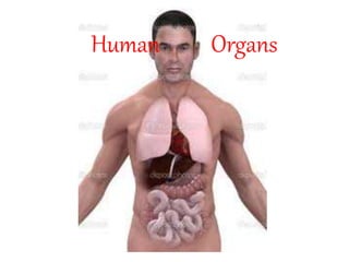 Human Organs
 