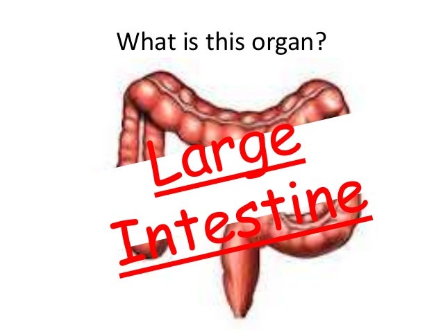 Organs