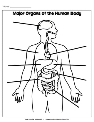 Name: _______________________



         Major Organs of the Human Body




                      Super Teacher Worksheets -   www.superteacherworksheets.com
 