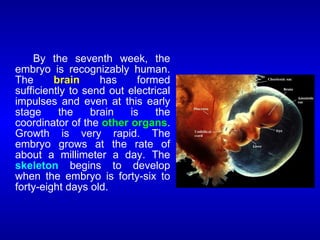 By the seventh week, the
embryo is recognizably human.
The brain has formed
sufficiently to send out electrical
impulses and even at this early
stage the brain is the
coordinator of the other organs.
Growth is very rapid. The
embryo grows at the rate of
about a millimeter a day. The
skeleton begins to develop
when the embryo is forty-six to
forty-eight days old.
 