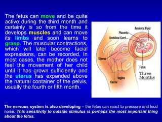 The fetus can move and be quite
active during the third month and
certainly is so from the time it
develops muscles and can move
its limbs and soon learns to
grasp. The muscular contractions,
which will later become facial
expressions, can be recorded. In
most cases, the mother does not
feel the movement of her child
until it has grown sufficiently and
the uterus has expanded above
the natural container of the pelvis,
usually the fourth or fifth month.
The nervous system is also developing – the fetus can react to pressure and loud
noise. This sensitivity to outside stimulus is perhaps the most important thing
about the fetus.
 
