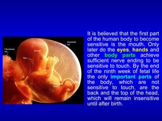 It is believed that the first part
of the human body to become
sensitive is the mouth. Only
later do the eyes, hands and
other body parts achieve
sufficient nerve ending to be
sensitive to touch. By the end
of the ninth week of fetal life
the only important parts of
the body, which are not
sensitive to touch, are the
back and the top of the head,
which will remain insensitive
until after birth.
 