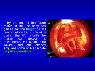 By the end of the fourth
month of life, the baby has
gained half the height he will
reach before birth. Certainly
during the fifth month the
mother can detect his
movements. He sleeps and
wakes, and has already
acquired some of his favorite
physical positions.
 