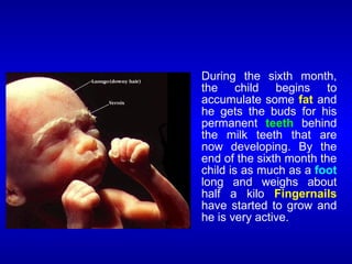 During the sixth month,
the child begins to
accumulate some fat and
he gets the buds for his
permanent teeth behind
the milk teeth that are
now developing. By the
end of the sixth month the
child is as much as a foot
long and weighs about
half a kilo Fingernails
have started to grow and
he is very active.
 