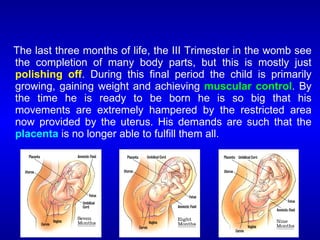 The last three months of life, the III Trimester in the womb see
the completion of many body parts, but this is mostly just
polishing off. During this final period the child is primarily
growing, gaining weight and achieving muscular control. By
the time he is ready to be born he is so big that his
movements are extremely hampered by the restricted area
now provided by the uterus. His demands are such that the
placenta is no longer able to fulfill them all.
 