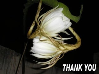 organs-of-the-reproductive-systemeditedppt4000.pdf