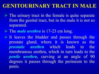 GENITOURINARY TRACT IN MALE
 The urinary tract in the female is quite separate
from the genital tract, but in the male it is not so
separated.
 The male urethra is 17-23 cm long.
 It leaves the bladder and passes through the
prostate gland, where it is known as the
prostatic urethra which leads to the
membranous urethra, which in turn leads to the
penile urethra, curving at an angle of 90
degrees it passes through the perineum to the
penis.
 