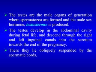  The testes are the male organs of generation
where spermatozoa are formed and the male sex
hormone, testosterone is produced.
 The testes develop in the abdominal cavity
during fetal life, and descend through the right
and left inguinal canals into the scrotum
towards the end of the pregnancy.
 There they lie obliquely suspended by the
spermatic cords.
 