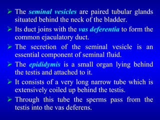 The seminal vesicles are paired tubular glands
situated behind the neck of the bladder.
 Its duct joins with the vas deferentia to form the
common ejaculatory duct.
 The secretion of the seminal vesicle is an
essential component of seminal fluid.
 The epididymis is a small organ lying behind
the testis and attached to it.
 It consists of a very long narrow tube which is
extensively coiled up behind the testis.
 Through this tube the sperms pass from the
testis into the vas deferens.
 