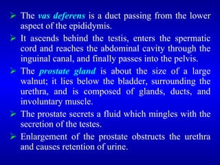  The vas deferens is a duct passing from the lower
aspect of the epididymis.
 It ascends behind the testis, enters the spermatic
cord and reaches the abdominal cavity through the
inguinal canal, and finally passes into the pelvis.
 The prostate gland is about the size of a large
walnut; it lies below the bladder, surrounding the
urethra, and is composed of glands, ducts, and
involuntary muscle.
 The prostate secrets a fluid which mingles with the
secretion of the testes.
 Enlargement of the prostate obstructs the urethra
and causes retention of urine.
 