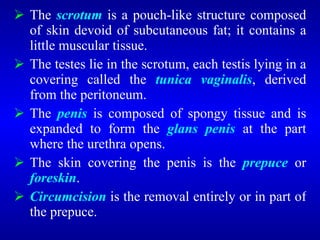  The scrotum is a pouch-like structure composed
of skin devoid of subcutaneous fat; it contains a
little muscular tissue.
 The testes lie in the scrotum, each testis lying in a
covering called the tunica vaginalis, derived
from the peritoneum.
 The penis is composed of spongy tissue and is
expanded to form the glans penis at the part
where the urethra opens.
 The skin covering the penis is the prepuce or
foreskin.
 Circumcision is the removal entirely or in part of
the prepuce.
 