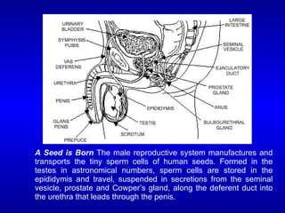 A Seed is Born The male reproductive system manufactures and
transports the tiny sperm cells of human seeds. Formed in the
testes in astronomical numbers, sperm cells are stored in the
epididymis and travel, suspended in secretions from the seminal
vesicle, prostate and Cowper’s gland, along the deferent duct into
the urethra that leads through the penis.
 