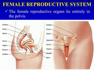 FEMALE REPRODUCTIVE SYSTEM
 The female reproductive organs lie entirely in
the pelvis.
 
