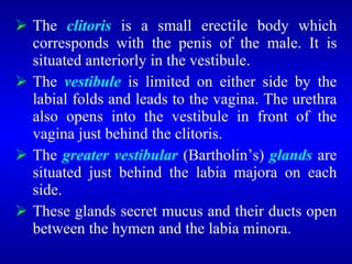  The clitoris is a small erectile body which
corresponds with the penis of the male. It is
situated anteriorly in the vestibule.
 The vestibule is limited on either side by the
labial folds and leads to the vagina. The urethra
also opens into the vestibule in front of the
vagina just behind the clitoris.
 The greater vestibular (Bartholin’s) glands are
situated just behind the labia majora on each
side.
 These glands secret mucus and their ducts open
between the hymen and the labia minora.
 