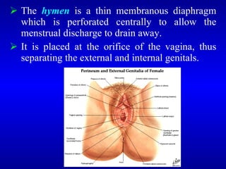  The hymen is a thin membranous diaphragm
which is perforated centrally to allow the
menstrual discharge to drain away.
 It is placed at the orifice of the vagina, thus
separating the external and internal genitals.
 