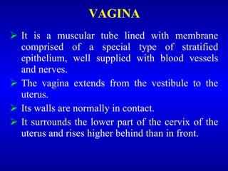 VAGINA
 It is a muscular tube lined with membrane
comprised of a special type of stratified
epithelium, well supplied with blood vessels
and nerves.
 The vagina extends from the vestibule to the
uterus.
 Its walls are normally in contact.
 It surrounds the lower part of the cervix of the
uterus and rises higher behind than in front.
 