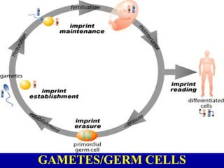 GAMETES/GERM CELLS
 