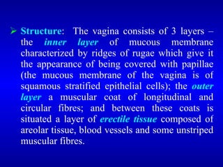  Structure: The vagina consists of 3 layers –
the inner layer of mucous membrane
characterized by ridges of rugae which give it
the appearance of being covered with papillae
(the mucous membrane of the vagina is of
squamous stratified epithelial cells); the outer
layer a muscular coat of longitudinal and
circular fibres; and between these coats is
situated a layer of erectile tissue composed of
areolar tissue, blood vessels and some unstriped
muscular fibres.
 