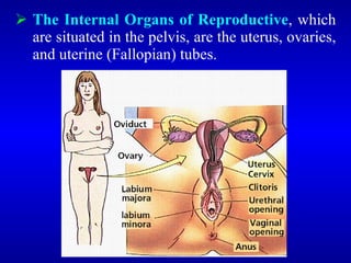  The Internal Organs of Reproductive, which
are situated in the pelvis, are the uterus, ovaries,
and uterine (Fallopian) tubes.
 