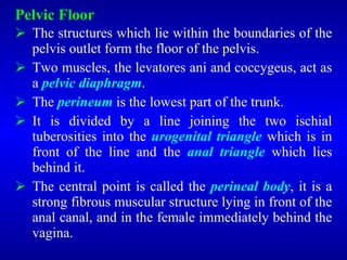 Pelvic Floor
 The structures which lie within the boundaries of the
pelvis outlet form the floor of the pelvis.
 Two muscles, the levatores ani and coccygeus, act as
a pelvic diaphragm.
 The perineum is the lowest part of the trunk.
 It is divided by a line joining the two ischial
tuberosities into the urogenital triangle which is in
front of the line and the anal triangle which lies
behind it.
 The central point is called the perineal body, it is a
strong fibrous muscular structure lying in front of the
anal canal, and in the female immediately behind the
vagina.
 