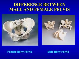 Male Bony Pelvis
Female Bony Pelvis
DIFFERENCE BETWEEN
MALE AND FEMALE PELVIS
 