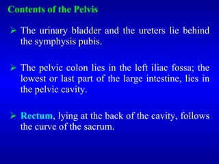Contents of the Pelvis
 The urinary bladder and the ureters lie behind
the symphysis pubis.
 The pelvic colon lies in the left iliac fossa; the
lowest or last part of the large intestine, lies in
the pelvic cavity.
 Rectum, lying at the back of the cavity, follows
the curve of the sacrum.
 