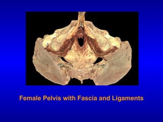 Female Pelvis with Fascia and Ligaments
 