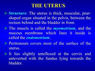 THE UTERUS
 Structure: The uterus is thick, muscular, pear-
shaped organ situated in the pelvis, between the
rectum behind and the bladder in front.
 The muscle is called the myometrium, and the
mucous membrane which lines it inside is
called the endometrium.
 Peritoneum covers most of the surface of the
uterus.
 It lies slightly anteflexed at the cervix and
anteverted with the fundus lying towards the
bladder.
 