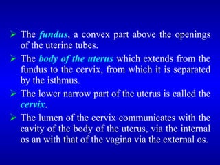  The fundus, a convex part above the openings
of the uterine tubes.
 The body of the uterus which extends from the
fundus to the cervix, from which it is separated
by the isthmus.
 The lower narrow part of the uterus is called the
cervix.
 The lumen of the cervix communicates with the
cavity of the body of the uterus, via the internal
os an with that of the vagina via the external os.
 