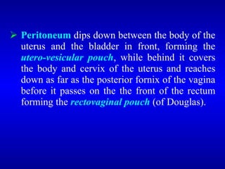 Peritoneum dips down between the body of the
uterus and the bladder in front, forming the
utero-vesicular pouch, while behind it covers
the body and cervix of the uterus and reaches
down as far as the posterior fornix of the vagina
before it passes on the the front of the rectum
forming the rectovaginal pouch (of Douglas).
 