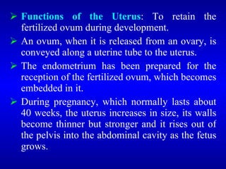  Functions of the Uterus: To retain the
fertilized ovum during development.
 An ovum, when it is released from an ovary, is
conveyed along a uterine tube to the uterus.
 The endometrium has been prepared for the
reception of the fertilized ovum, which becomes
embedded in it.
 During pregnancy, which normally lasts about
40 weeks, the uterus increases in size, its walls
become thinner but stronger and it rises out of
the pelvis into the abdominal cavity as the fetus
grows.
 