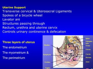 Uterine Support
Transverse cervical & Uterosacral Ligaments
Spokes of a bicycle wheel
Lavator ani
Structures passing through
Rectum, urethra and uterine cervix
Controls urinary continence & defecation
Three layers of uterus
The endometrium
The myometrium &
The perimetrium
 