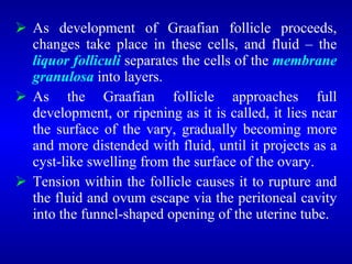  As development of Graafian follicle proceeds,
changes take place in these cells, and fluid – the
liquor folliculi separates the cells of the membrane
granulosa into layers.
 As the Graafian follicle approaches full
development, or ripening as it is called, it lies near
the surface of the vary, gradually becoming more
and more distended with fluid, until it projects as a
cyst-like swelling from the surface of the ovary.
 Tension within the follicle causes it to rupture and
the fluid and ovum escape via the peritoneal cavity
into the funnel-shaped opening of the uterine tube.
 