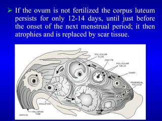  If the ovum is not fertilized the corpus luteum
persists for only 12-14 days, until just before
the onset of the next menstrual period; it then
atrophies and is replaced by scar tissue.
 
