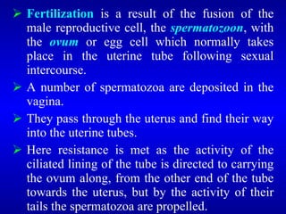  Fertilization is a result of the fusion of the
male reproductive cell, the spermatozoon, with
the ovum or egg cell which normally takes
place in the uterine tube following sexual
intercourse.
 A number of spermatozoa are deposited in the
vagina.
 They pass through the uterus and find their way
into the uterine tubes.
 Here resistance is met as the activity of the
ciliated lining of the tube is directed to carrying
the ovum along, from the other end of the tube
towards the uterus, but by the activity of their
tails the spermatozoa are propelled.
 