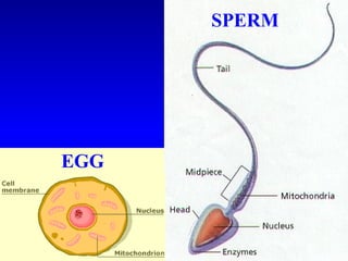 EGG
SPERM
 